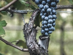 Teroldego grappolo - grape